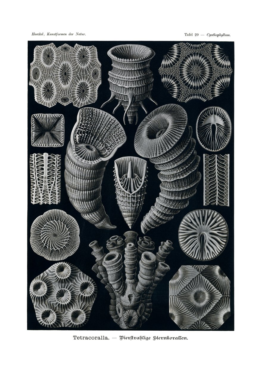 Tetracoralla、1899-1904 作： ドイツ語学校
