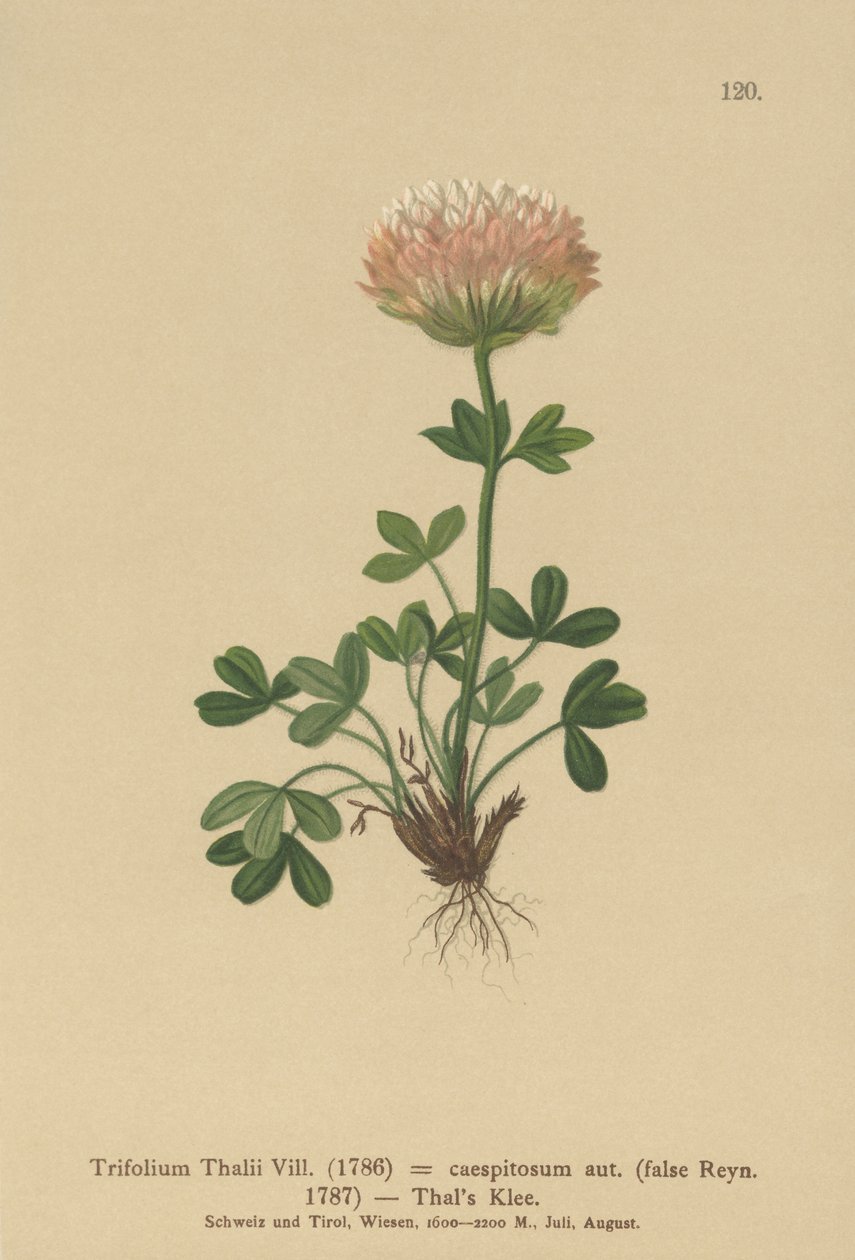 Thalsクローバー（Trifolium Thalii、Trifolium caespitosum） 作： ドイツ語学校