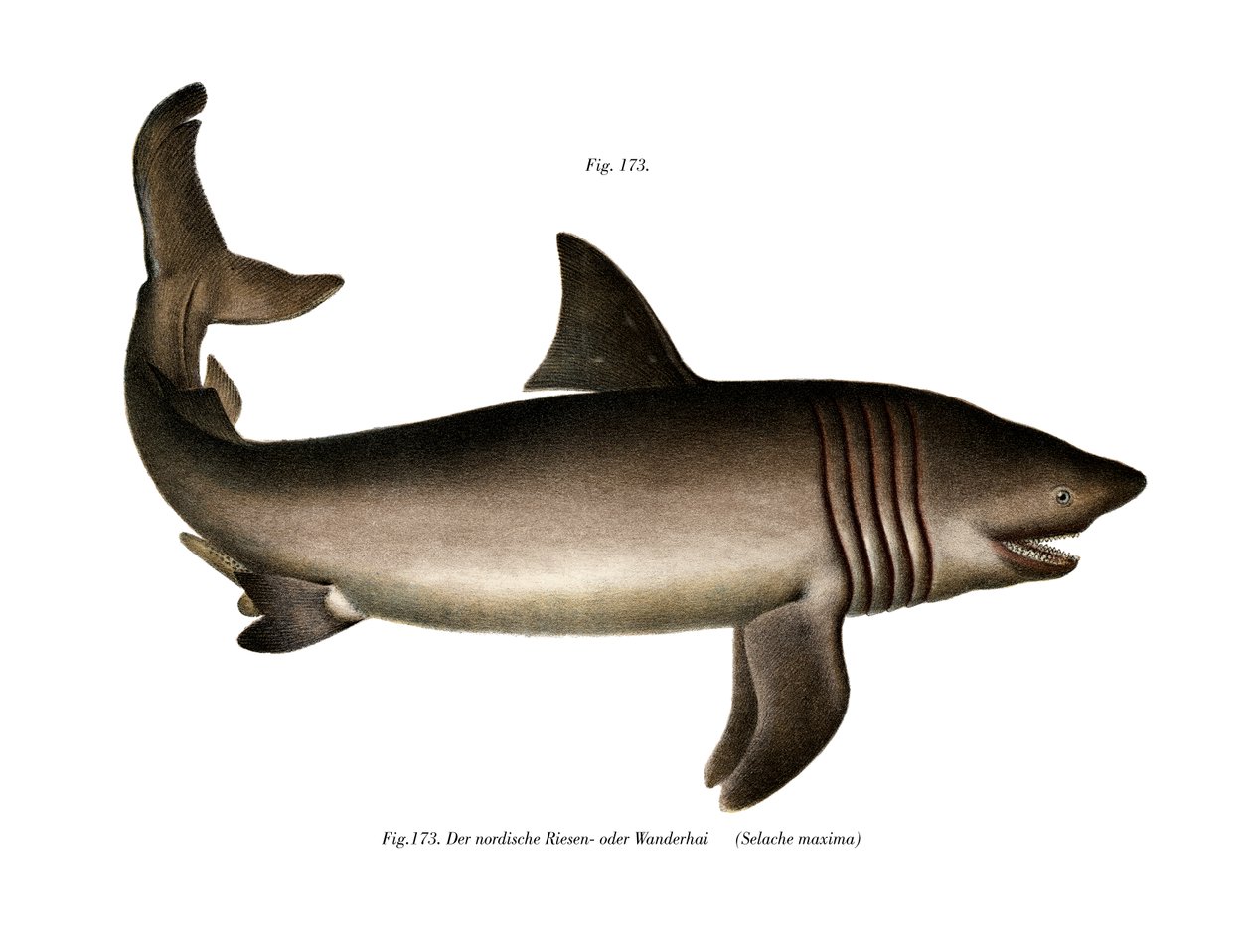 The Basking Shark（カラーリトグラフ 作： ドイツ語学校