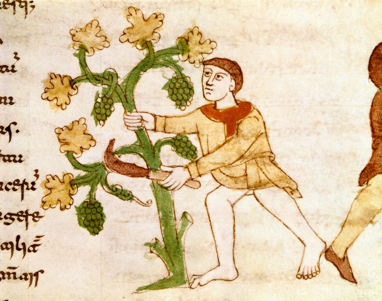 Die Traubenernte während der Weinlese. Miniatur aus dem Manuskript „De Universo“ (oder De rerum naturis (Von der Natur der Dinge)) (cod. 132) von Rabanus Maurus Magnentius (ca. 780-856). 9. Jahrhundert. Archiv der Abtei Monte Cassino von German School