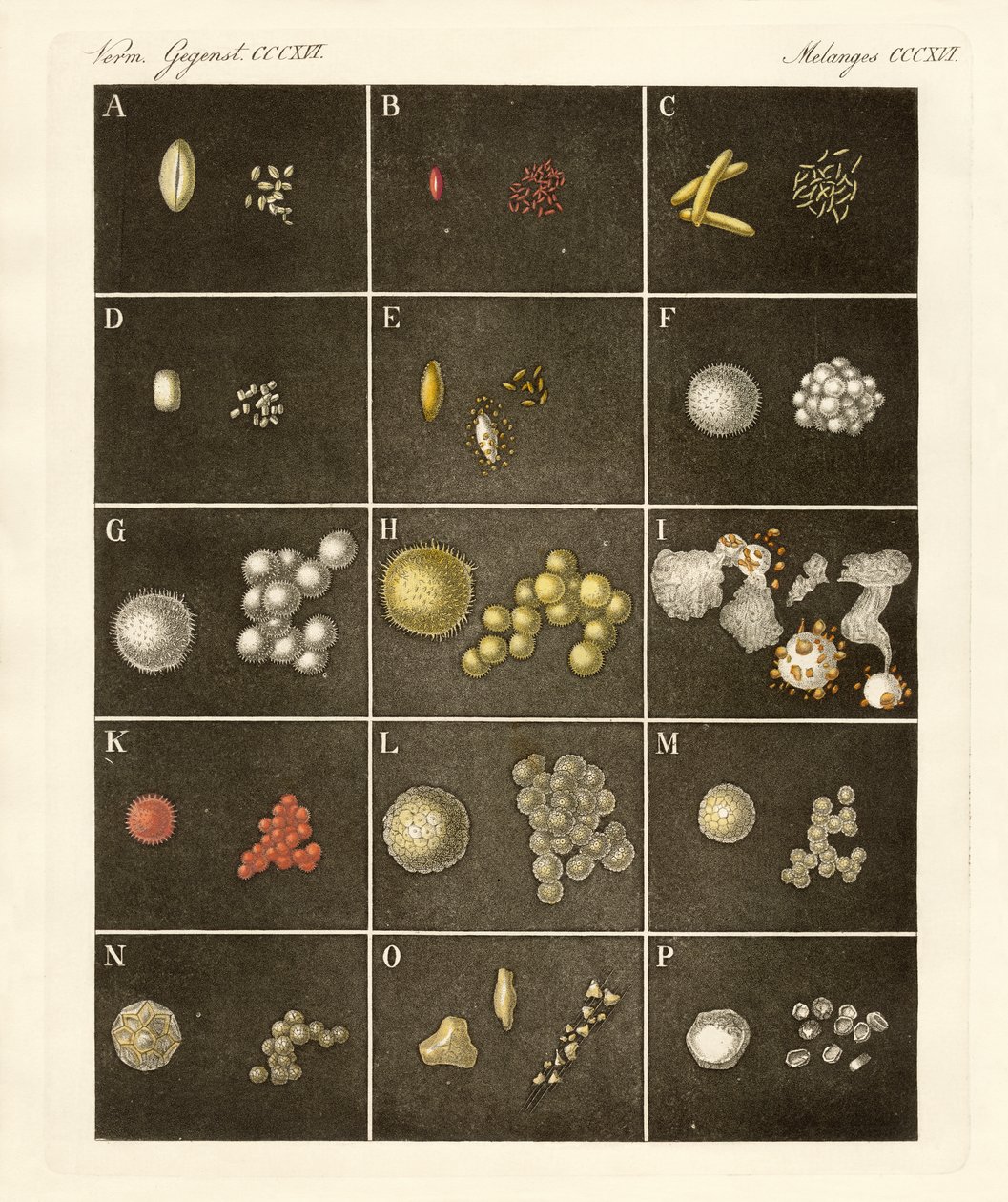 植物の花粉やポーレン（彩色済み彫刻 作： ドイツ語学校