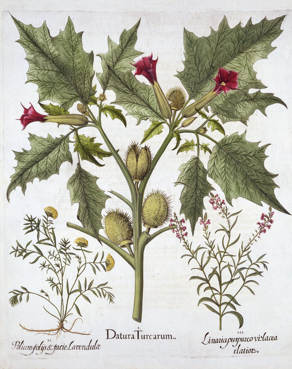 ソルトアップル、ジャーマンダー、パープルトードフラックス、Hortus Eystettensis、バジルベスラー（1561-1629）、パブ。 1613（手塗りの彫刻） 作： ドイツ語学校
