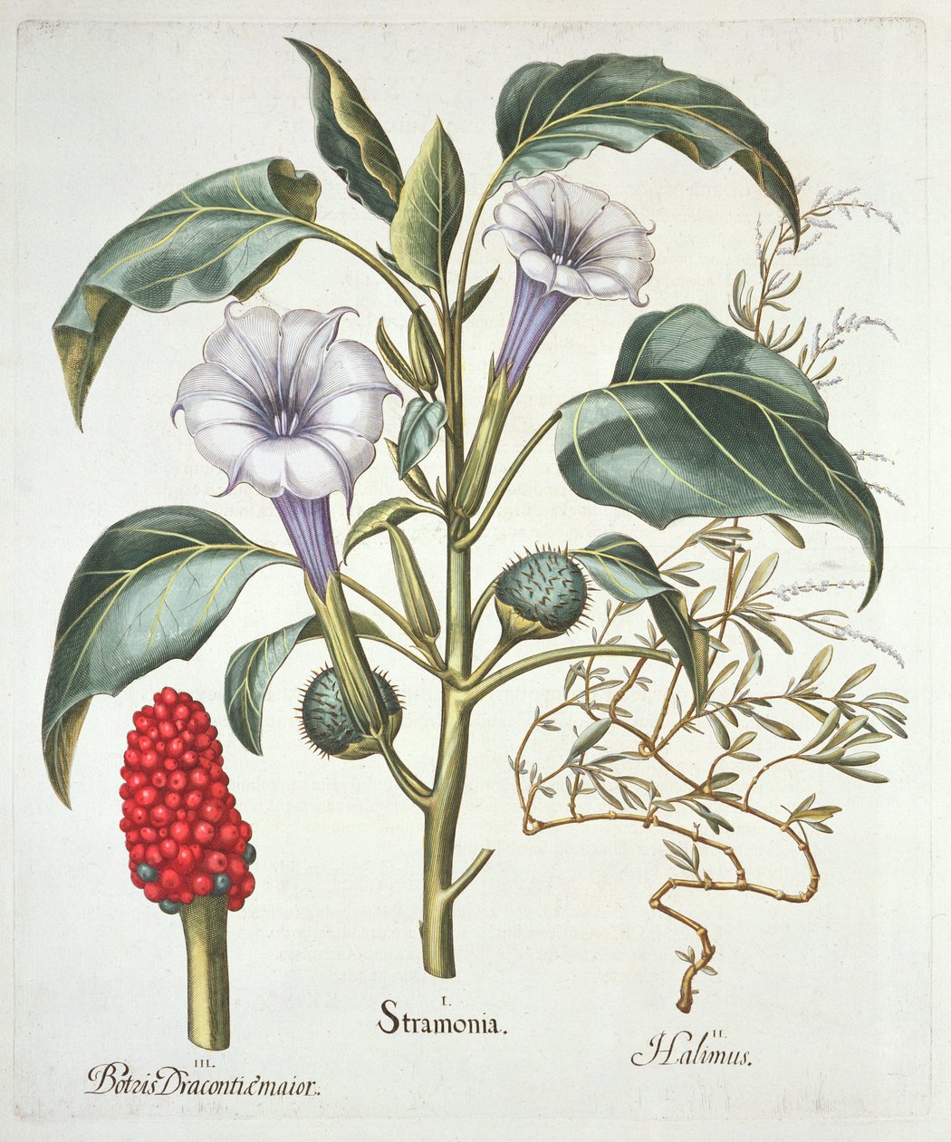 ソーンアップル、バジルベスラー（1561-1629）によるHortus Eystettensisのパブ。 1613（手描きの彫刻） 作： ドイツ語学校