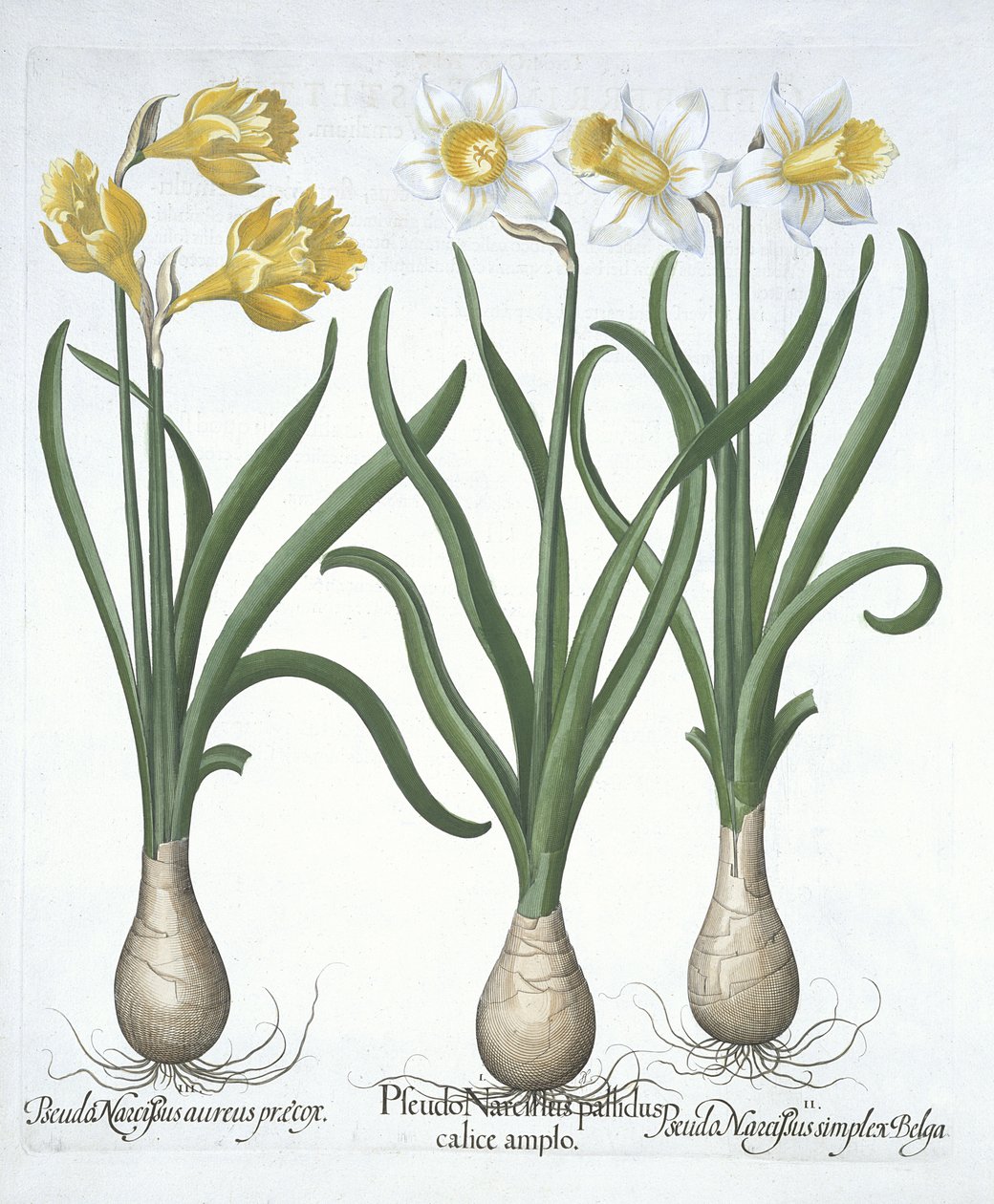 Hortus Eystettensisからの3つのPseudo-Narcissi、Basil Besler（1561-1629）pub。 1613（手描きの彫刻） 作： ドイツ語学校