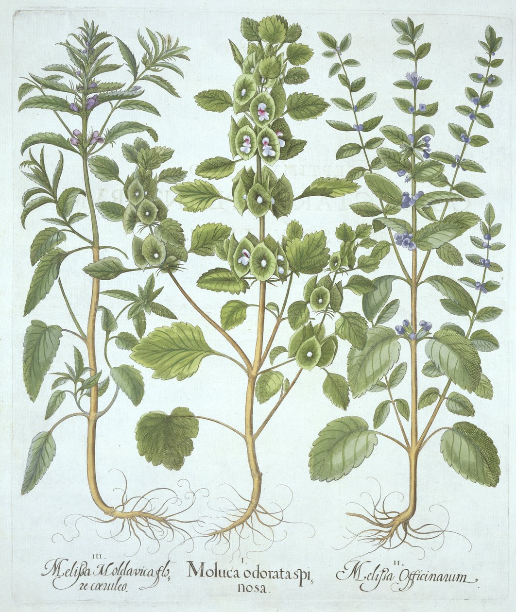 Hortus Eystettensisからの3種類のバーム、Basil Besler（1561-1629）、パブ。 1613（手塗りの彫刻） 作： ドイツ語学校