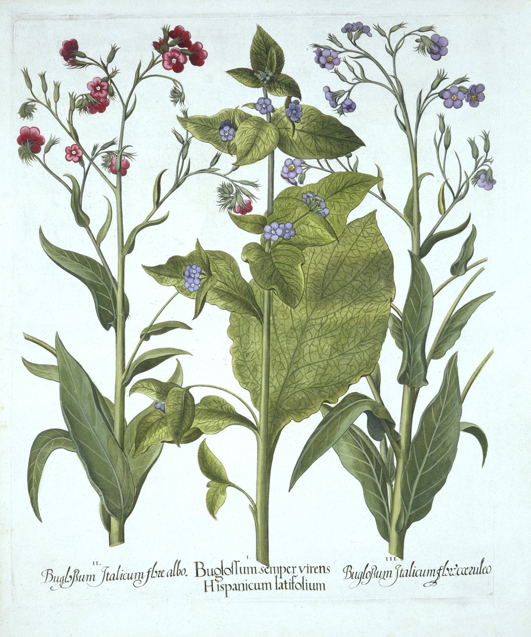 Hortus Eystettensisのバグロベスラー（1561-1629）による3種類のバグロス。 1613（手塗りの彫刻） 作： ドイツ語学校
