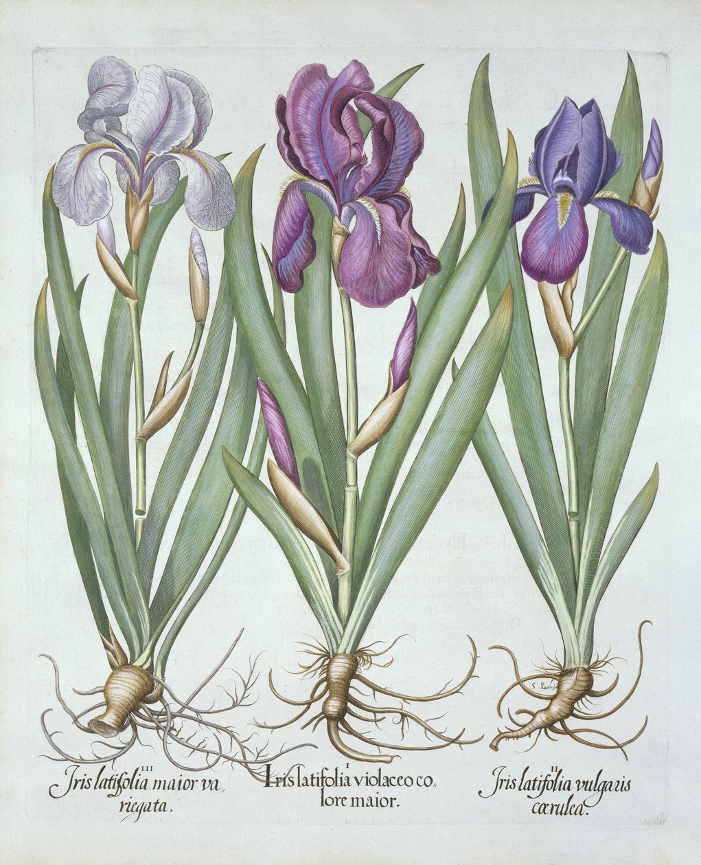 Basil Besler（1561-1629）pubによるHortus Eystettensisからの3種類の根茎のひげを生やしたアイリス。 1613 作： ドイツ語学校
