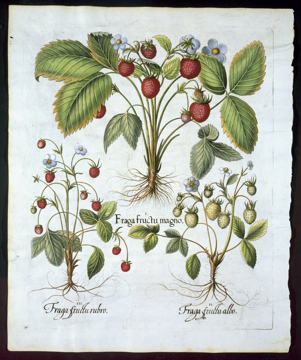 3つの品種のイチゴ、プレート116、1613年のバジルベスラー（1561-1629）のパブによるHortus Eystettensisからのパブ（手描きの彫刻） 作： ドイツ語学校