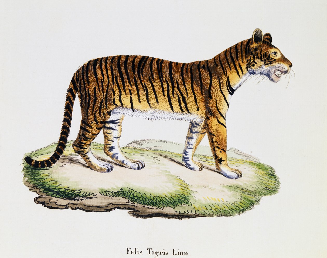 タイガー（Felis tigris）、Johann Christian Daniel von Schreber（1739-1810）著「Mammals illustrated from Nature with descriptions」より、A Fleischmannが描いた絵の後にIC Bockが彫ったもの、第3巻、表98 A、ドイツ 作： ドイツ語学校