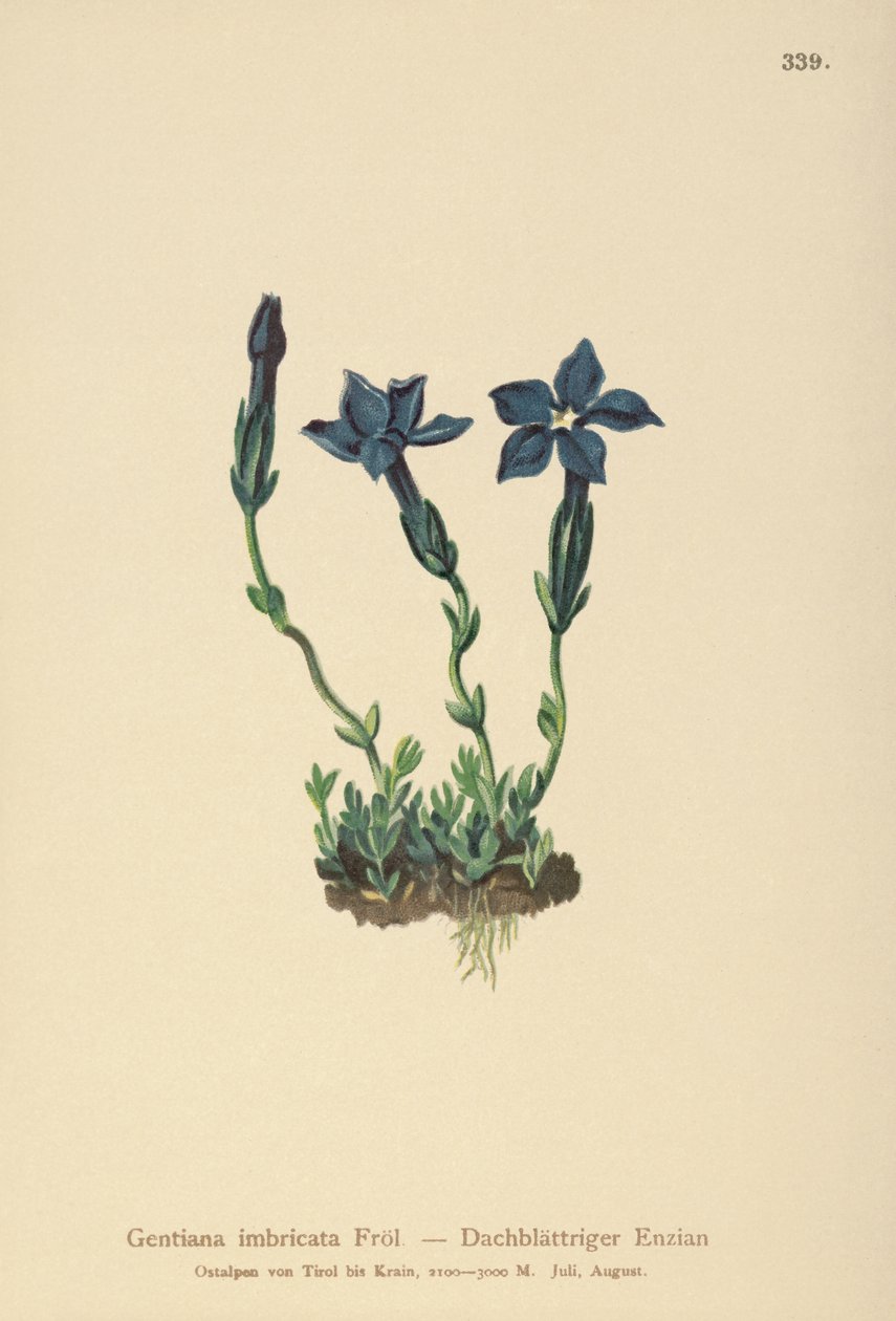 Triglav Gentian（Gentiana terglouensis、Gentiana imbricata） 作： ドイツ語学校