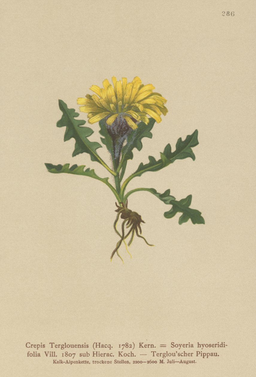 Triglav Hawksbeard（Crepis Terglouensis、Soyeria hyoseridifolia sub Hierac。） 作： ドイツ語学校