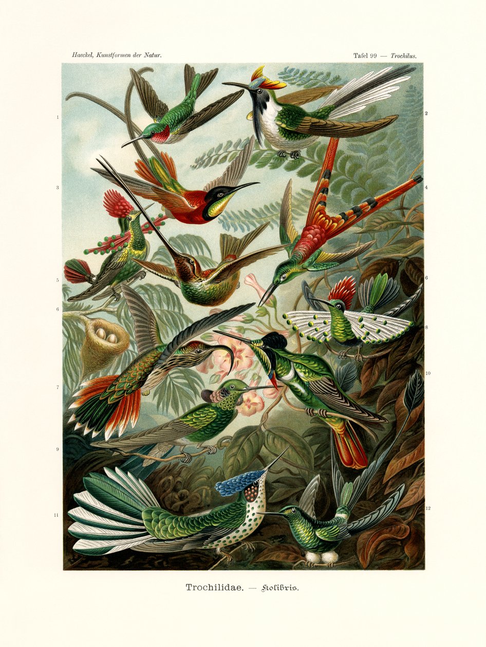 Trochilidae、1899-1904 作： ドイツ語学校