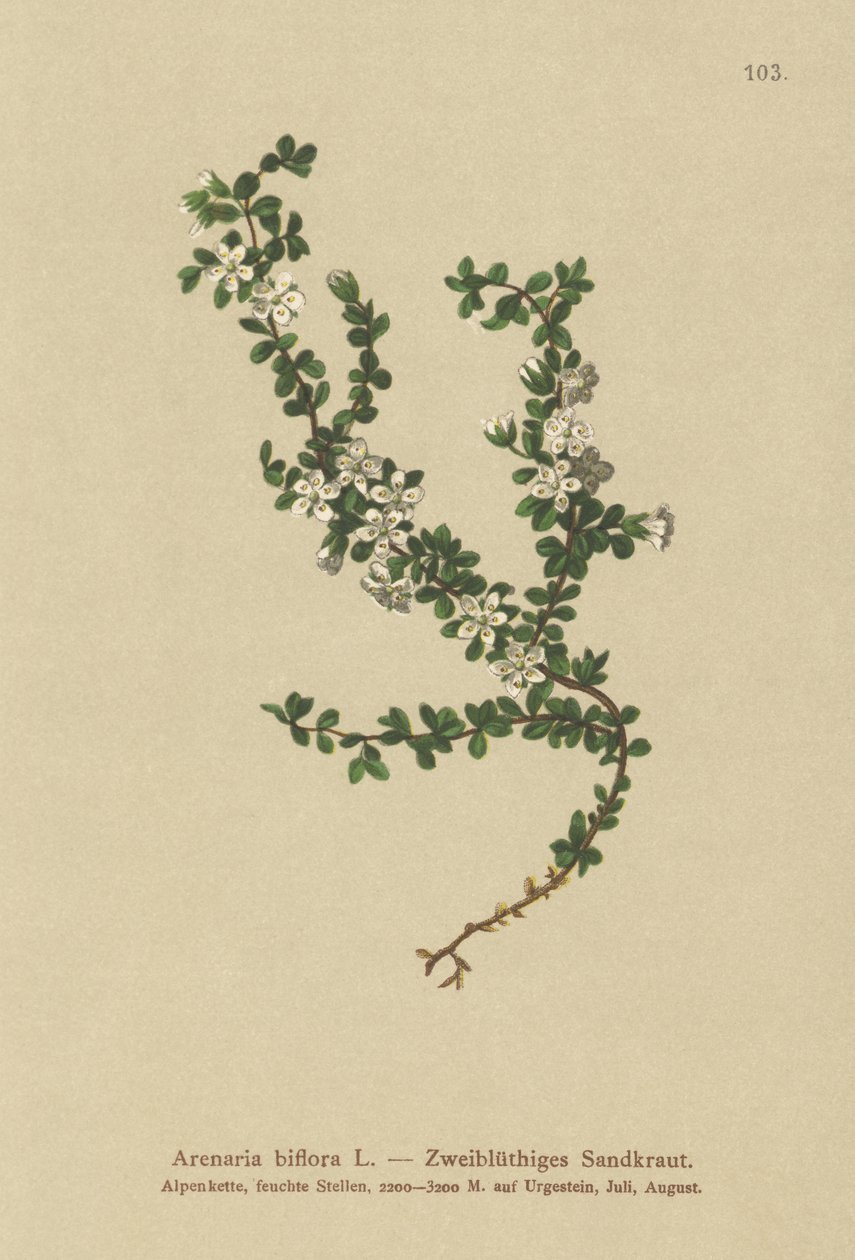 2フラワーサンドワート（Arenaria biflora） 作： ドイツ語学校