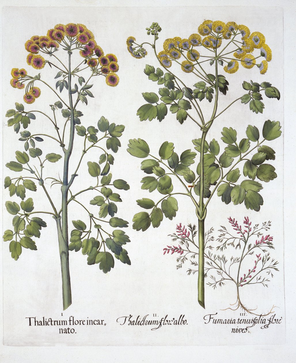 Hortus EystettensisのBasil Besler（1561-1629）の2種類の牧草地RueとFumewort、パブ。 1613（手描きの彫刻） 作： ドイツ語学校