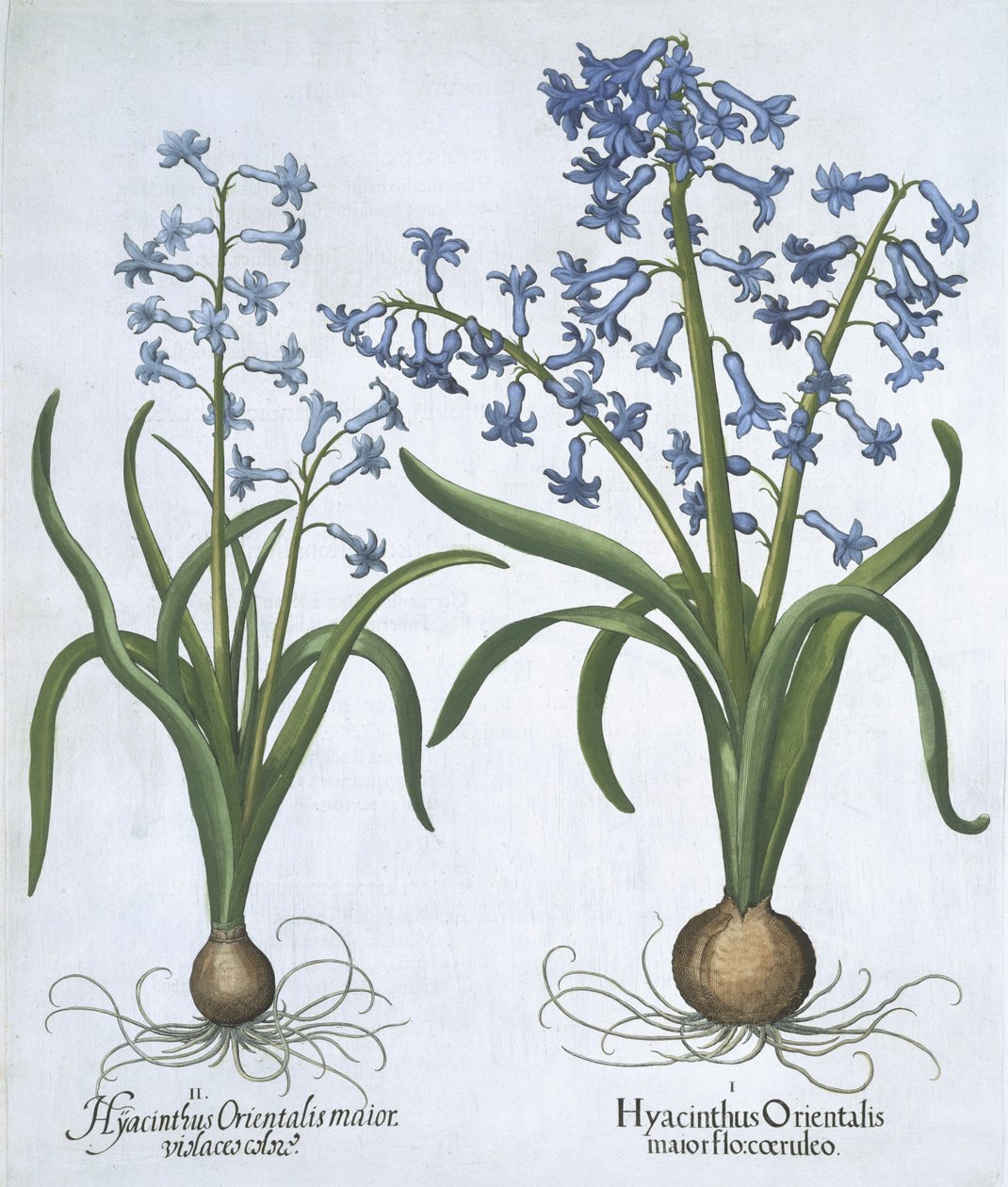 Hortus Eystettensisからの2つの青いヒヤシンス、Basil Besler（1561-1629）pub。 1613（手描きの彫刻） 作： ドイツ語学校