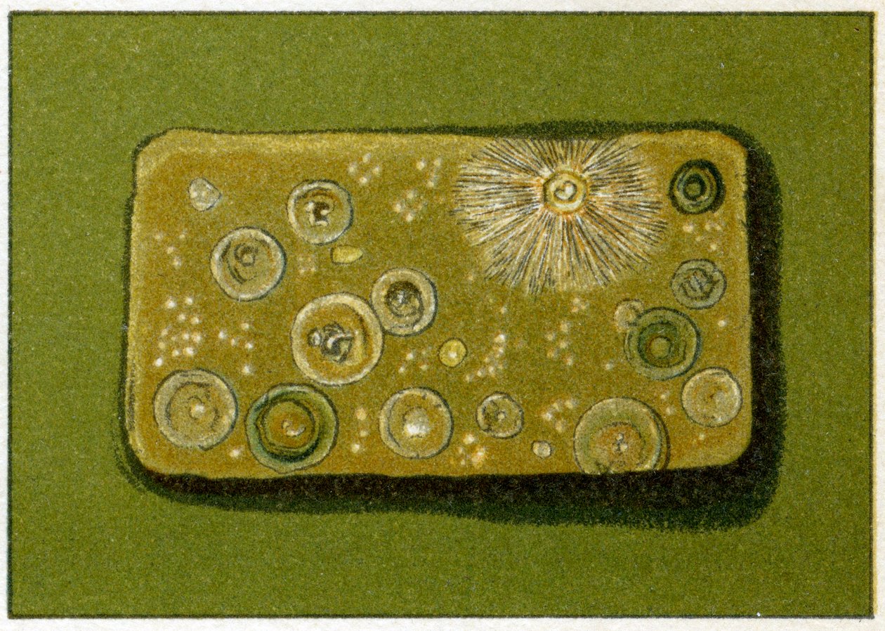 飲料水中の不健康なバクテリアのレベル、c.1890（カラークロモリソグラフ） 作： ドイツ語学校