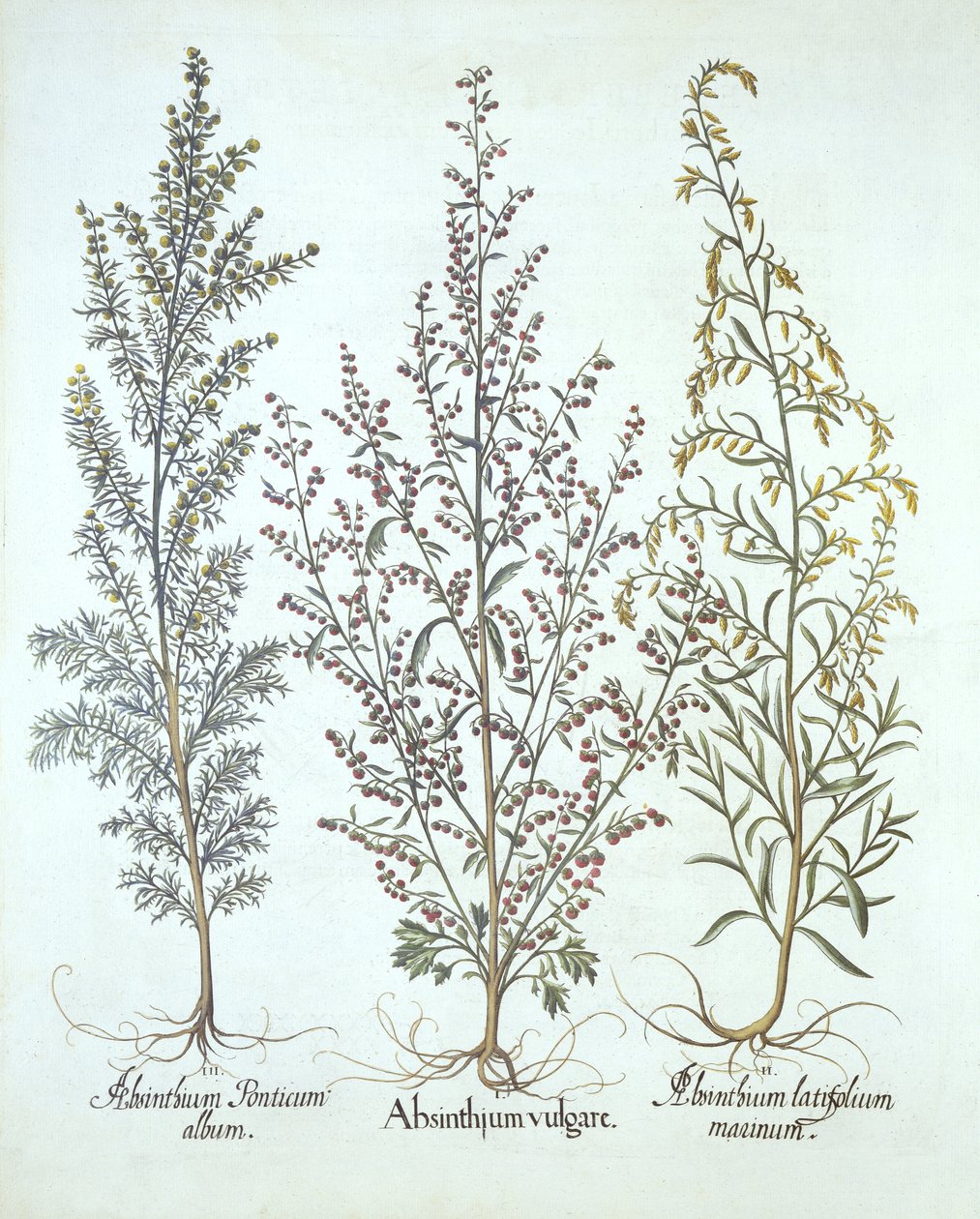 Hortus Eystettensisからのよもぎのバリエーション、Basil Besler（1561-1629）、パブ。 1613（手塗りの彫刻） 作： ドイツ語学校