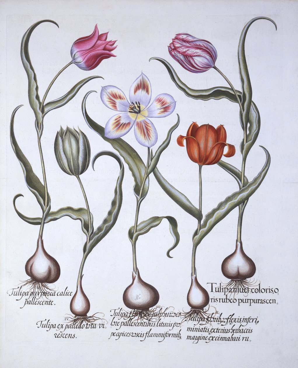 Hortus EystettensisからのバジルBesler（1561-1629）によるパブの品種のチューリップ。 1613（手描きの彫刻） 作： ドイツ語学校