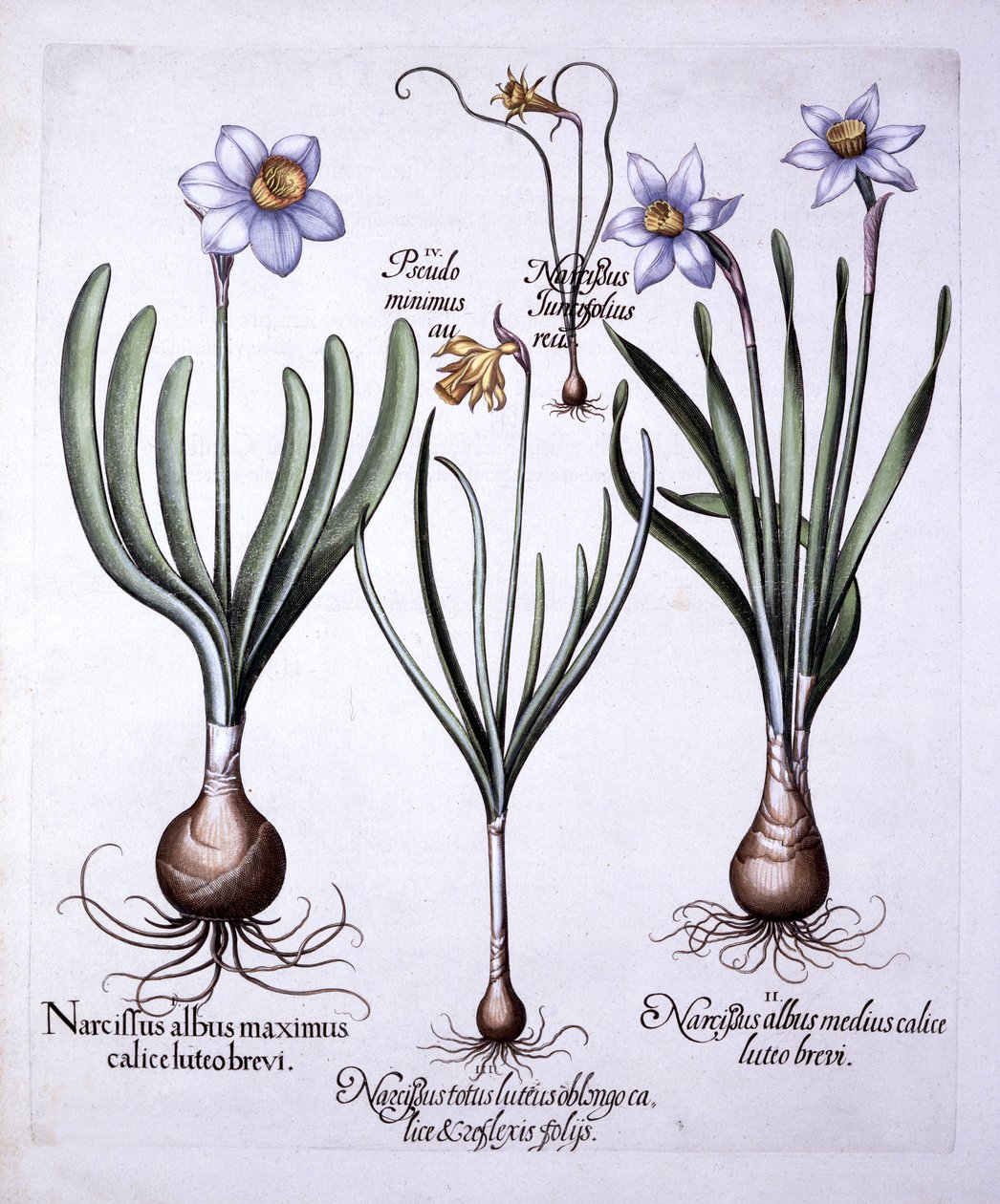 Hortus EystettensisのさまざまなNarcissi、バジルベスラー（1561-1629）、パブ。 1613（手描きの彫刻） 作： ドイツ語学校