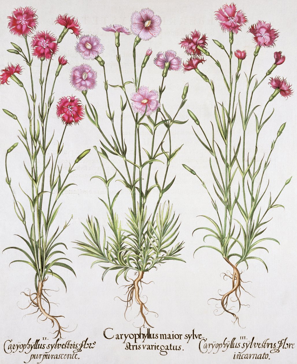 さまざまな種類のナデシコ、Hotus EystettensisによるBasil Besler（1561-1629）、pub。 1613（手描きの彫刻） 作： ドイツ語学校
