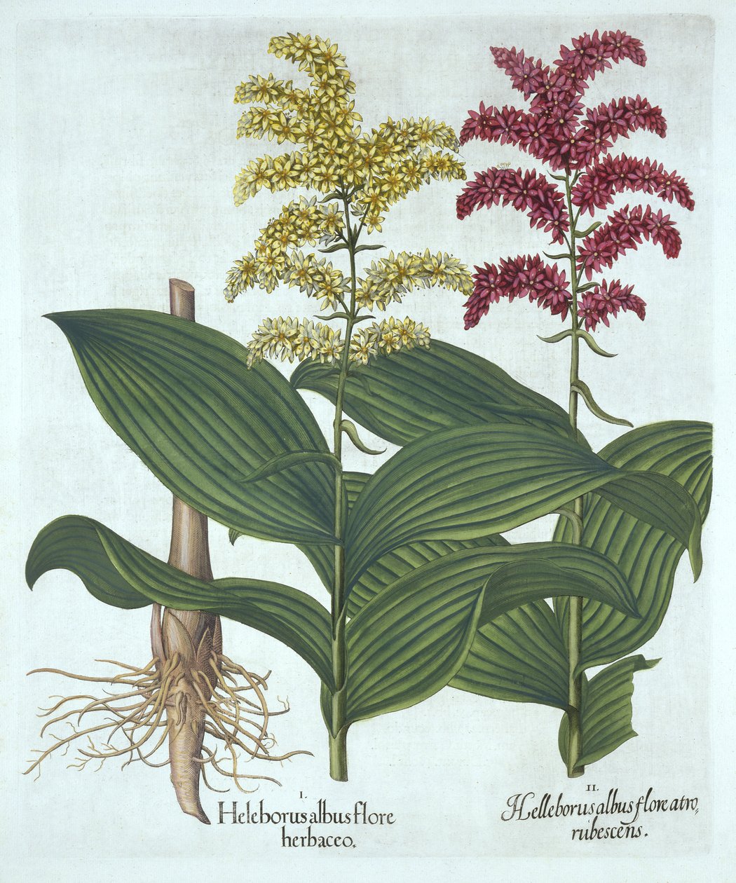 Veratrum、「Hortus Eystettensis」より、バジルベスラー作 作： ドイツ語学校