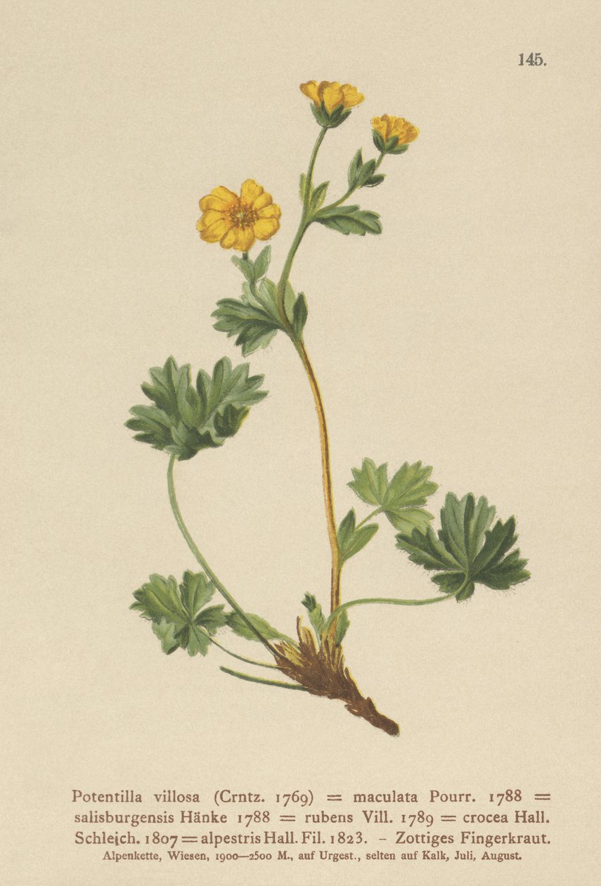 Villous Cinquefoil（Potentilla villosa、Potentilla maculata、Potentilla rubens、Potentilla crocea、Potentilla alpestris、Potentilla salisburgensis） 作： ドイツ語学校