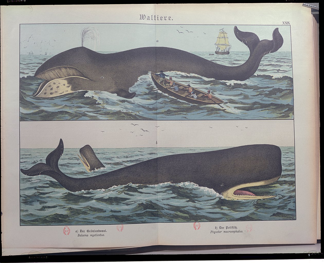 捕鯨とマッコウクジラ、哺乳類の自然史（1861）、ゴッテルフハインリッヒフォンシューベルト（1780-1860）、シュトゥットガルト、1886年に出版（カラー彫刻） 作： ドイツ語学校