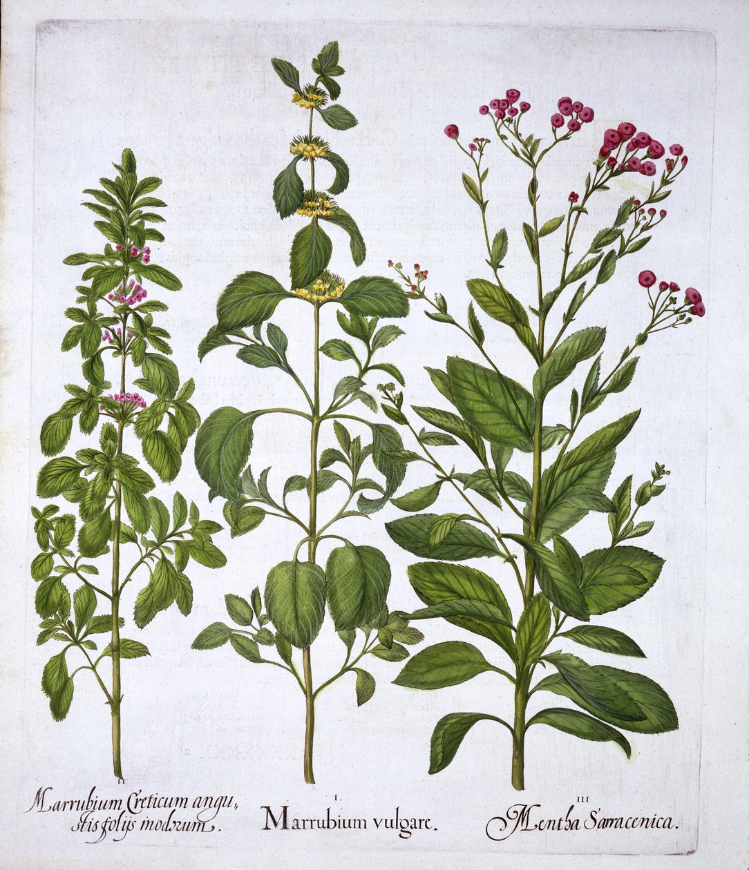 Hortus Eystettensisのホワイトホレハウンド、ホレハウンドとミント、バジルベスラー（1561-1629）、パブ。 1613（手塗りの彫刻） 作： ドイツ語学校