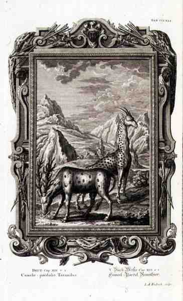 野生の動物、「Physica Sacra」より、Jacob Andreas Fridrich (1684-1751) Augsbergの彫刻による 作： ドイツ語学校