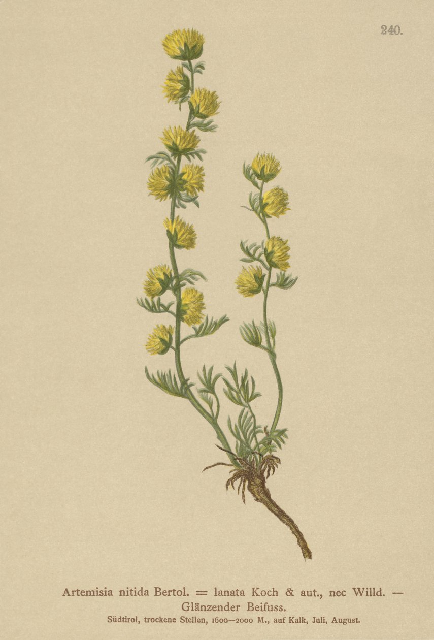 よもぎ（Artemisia nitida、Artemisia lantana） 作： ドイツ語学校