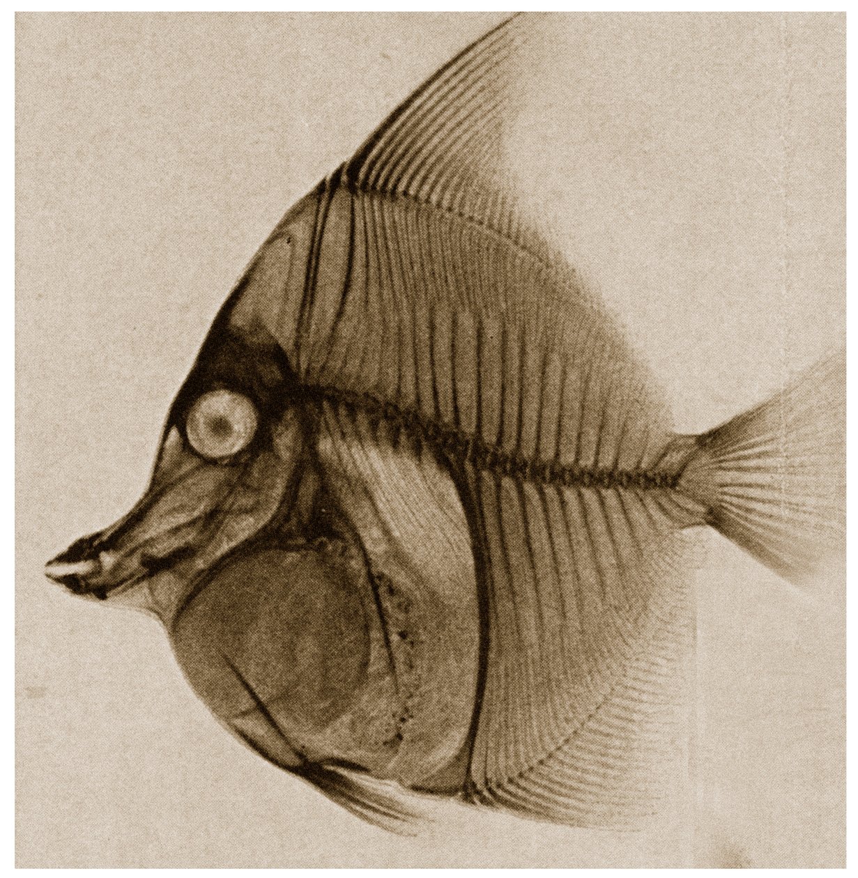 魚のX線c.1890 作： ドイツ語学校
