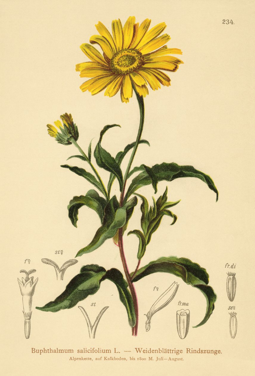 黄色のオックスアイ（Buphthalmum salicifolium） 作： ドイツ語学校