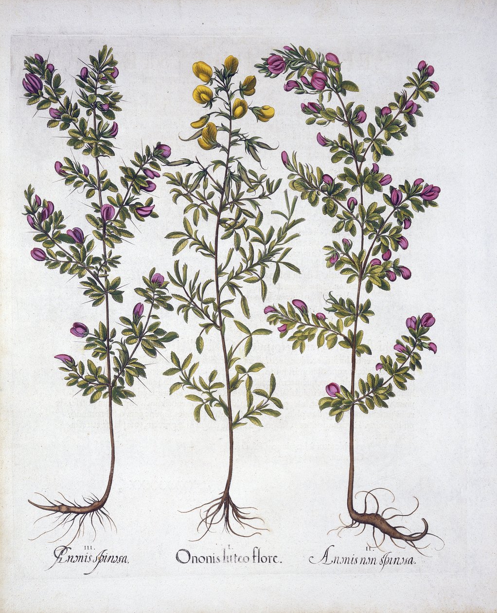 黄色い休みハロー、ピンクの休みハロー、ピンクのとげのある休みハロー、Hortus Eystettensis作、Basil Besler（1561-1629）、パブ。 1613（手塗りの彫刻） 作： ドイツ語学校