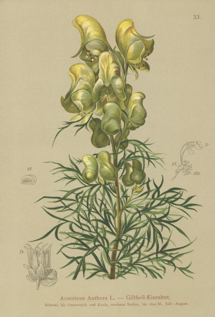 黄色の僧侶（Aconitum anthora） 作： ドイツ語学校