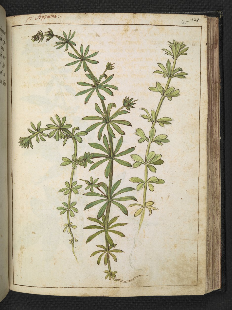 緑の葉を持つ植物、Gherardo Cibo の「Paintings of the Roman StatesのFlora」から、MS 22333、f125r、c.1564-84 を追加 (紙に水彩とグワッシュ) 作： ゲラルド・チボ