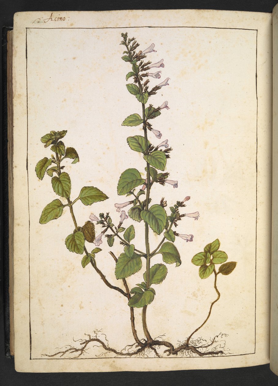 アシノス、クリノポディウム: 管状の花を持つ多年生の木本植物、Gherardo Cibo による「ローマ国家の植物相の絵画」から、MS 22333 を追加、f175v、c.1564-84 (紙に水彩とグワッシュ) 作： ゲラルド・チボ