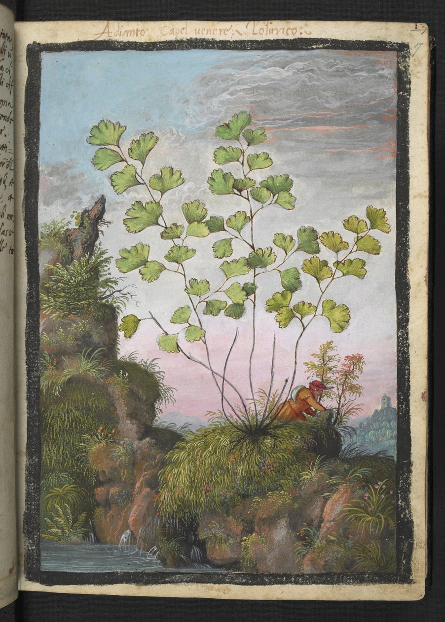 Adiantum capillus-veneris、Gherardo Cibo の「Paintings of Flora of the Roman States」より、MS 22333、f017r、c.1564-84 を追加 (紙に水彩とグワッシュ) 作： ゲラルド・チボ