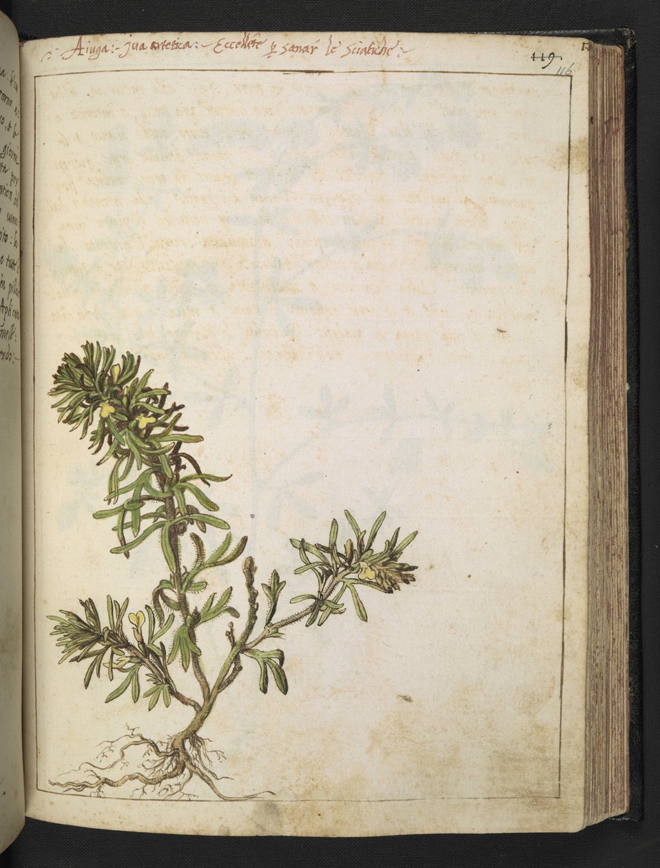 Ajuga chamaepitys: 緑の葉と黄色の花を持つ植物、Gherardo Cibo 作の「Paintings of Flora of the Roman States」より、MS 22333、f116r、c.1564-84 を追加 (紙に水彩とグワッシュ) 作： ゲラルド・チボ