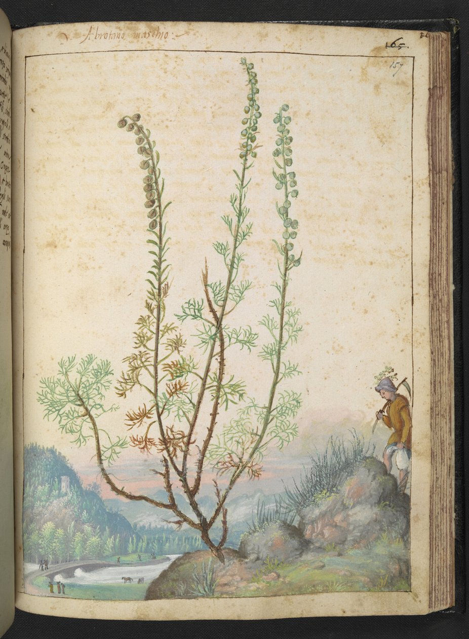 Artemisia abrotanum (サザンウッド)、Gherardo Cibo 作の「Paintings of Flora of the Roman States」より、MS 22333、f157r、c.1564-84 を追加 (紙に水彩とグワッシュ) 作： ゲラルド・チボ