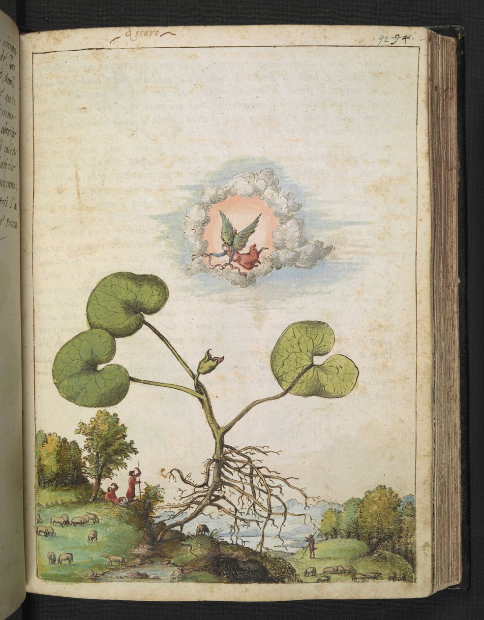 Asarum europaeum、Gherardo Cibo による「ローマ国家の植物の絵画」から、MS 22333、f092r、c.1564-84 を追加 (紙に水彩とグワッシュ) 作： ゲラルド・チボ