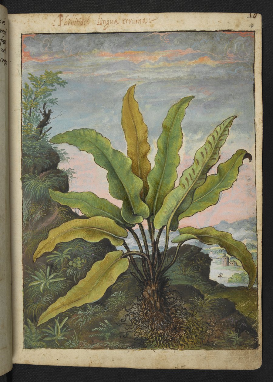 Asplenium scolopendrium、Gherardo Cibo の「Paintings of Flora of the Roman States」から、MS 22333、f014r、c.1564-84 を追加 (紙に水彩とグワッシュ) 作： ゲラルド・チボ