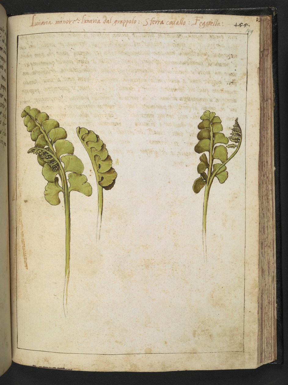Botrychium lunaria (シダ)、Gherardo Cibo の「Paintings of Flora of the Roman States」より、MS 22333、f149r、c.1564-84 を追加 (紙に水彩とグワッシュ) 作： ゲラルド・チボ