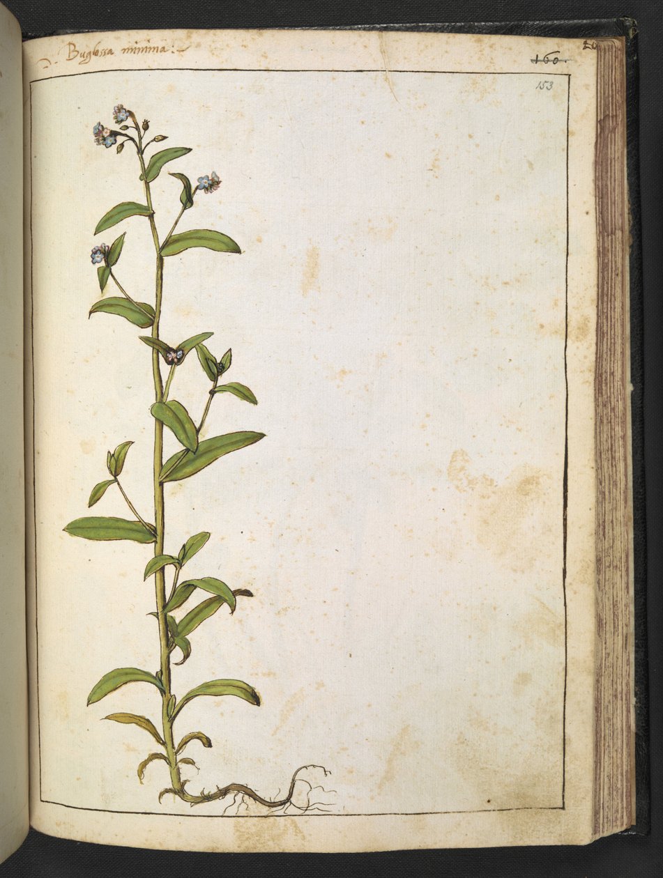 Buglossa、Anchusa azurea (Loddon Royalist)、Gherardo Cibo による「Paintings of Flora of the Roman States」より、MS 22333、f153r、c.1564-84 を追加 (紙に水彩とグワッシュ) 作： ゲラルド・チボ