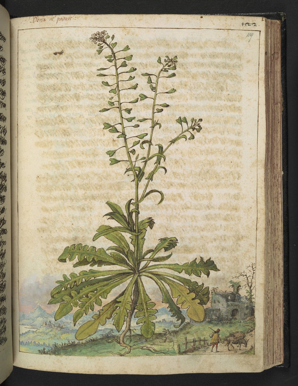 Capsella bursa-pastoris、Gherardo Cibo の「Paintings of Flora of the Roman States」から、MS 22333、f119r、c.1564-84 を追加 (紙に水彩とグワッシュ) 作： ゲラルド・チボ