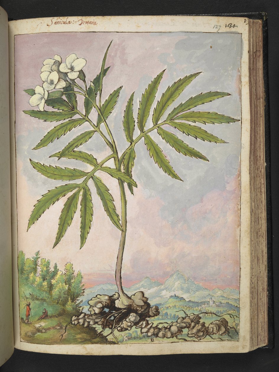 カルダミン ヘプタフィラ、Gherardo Cibo 作の「Paintings of Flora of the Roman States」より、MS 22333、f127r、c.1564-84 を追加 (紙に水彩とグワッシュ) 作： ゲラルド・チボ