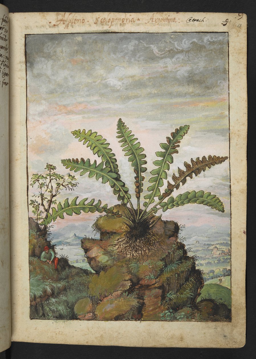 Ceterach officinarum、Gherardo Cibo による「ローマ国家の植物の絵画」から、MS 22333、f013r、c.1564-84 を追加 (紙に水彩とグワッシュ) 作： ゲラルド・チボ