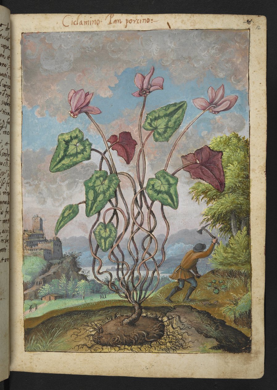 シクラメン ヘデリフォリウム、Gherardo Cibo 作の「Paintings of Flora of the Roman States」より、MS 22333、f012r、c.1564-84 を追加 (紙に水彩とグワッシュ) 作： ゲラルド・チボ