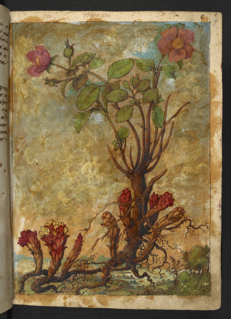 Cytinus hypocistis、Gherardo Cibo の「Paintings of Flora of the Roman States」から、MS 22333、f009r、c.1564-84 を追加 (紙に水彩とグワッシュ) 作： ゲラルド・チボ