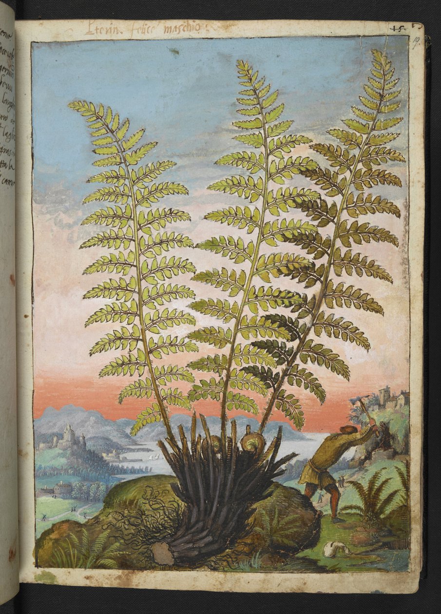 Dryopteris filix mas: シダ、Gherardo Cibo 作の「Paintings of Flora of the Roman States」から、MS 22333、f019r、c.1564-84 を追加 (紙に水彩とグワッシュ) 作： ゲラルド・チボ