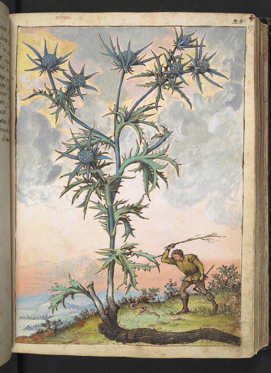 Eryngium maritimum、Gherardo Cibo の「Paintings of Flora of the Roman States」から、MS 22333、f047r、c.1564-84 を追加 (紙に水彩とグワッシュ) 作： ゲラルド・チボ